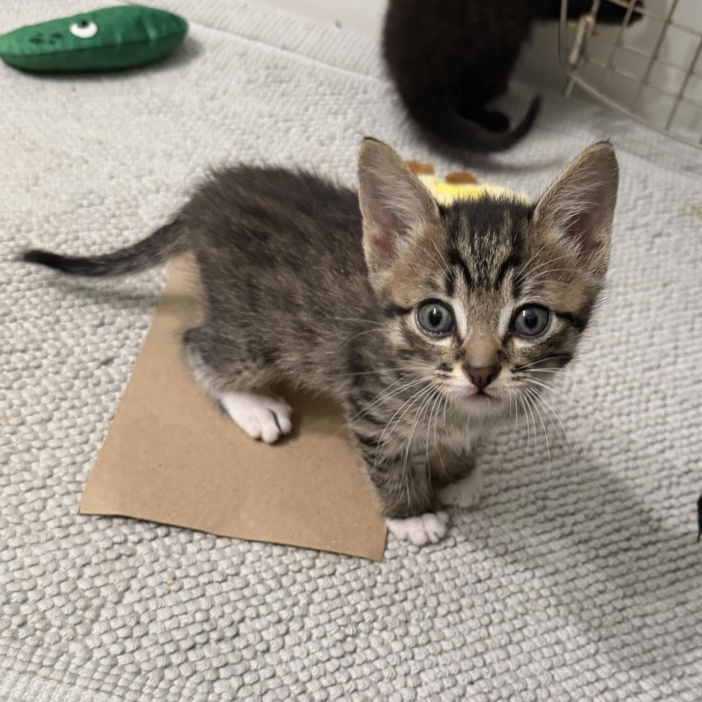 Enlarge Ash, a ADOPTABLE Tabby in Tampa, FL image 3/6