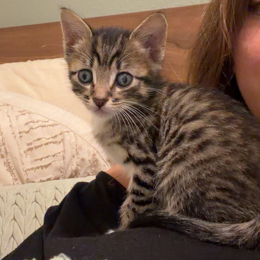 Enlarge Ash, a ADOPTABLE Tabby in Tampa, FL image 6/6