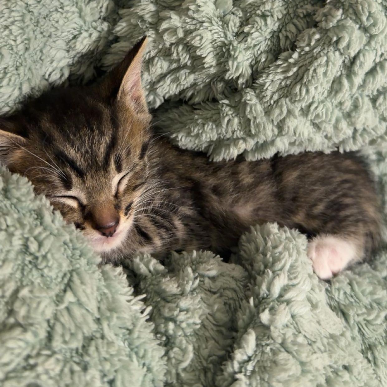 Enlarge Ash, a ADOPTABLE Tabby in Tampa, FL image 5/6
