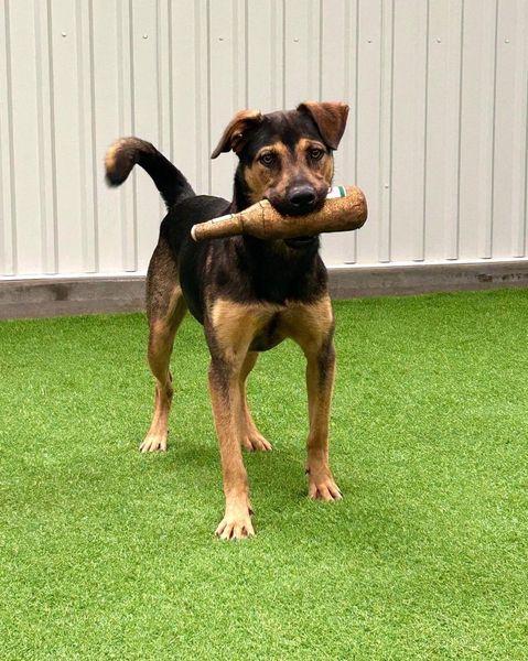 Ernesto, Adoptable, Adult Male German Shepherd Dog.