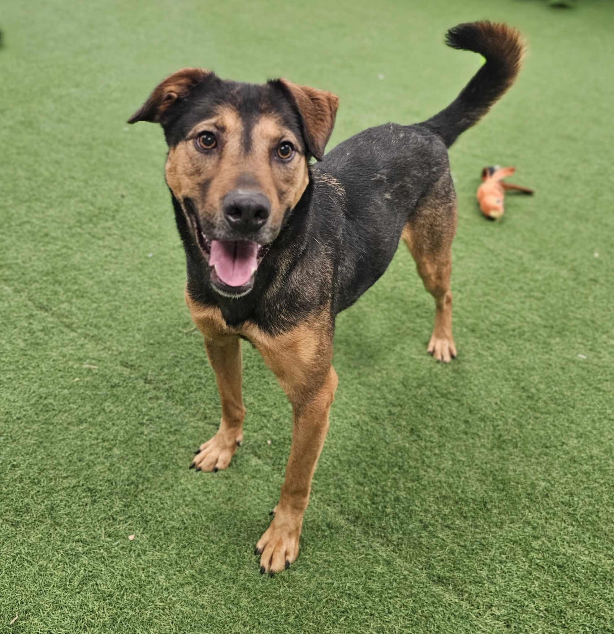 Ernesto, a Adoptable mixed breed in San Angelo , TX image 3/6