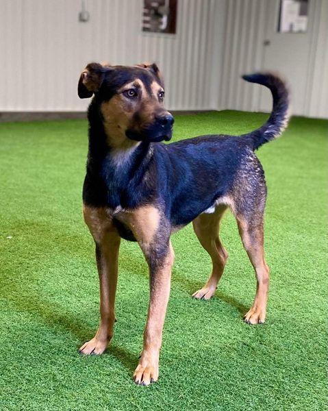 Ernesto, a Adoptable mixed breed in San Angelo , TX image 5/6