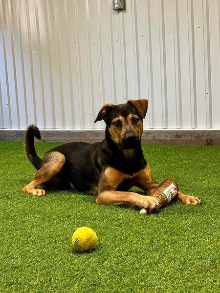 Ernesto, a Adoptable mixed breed in San Angelo , TX image 6/6