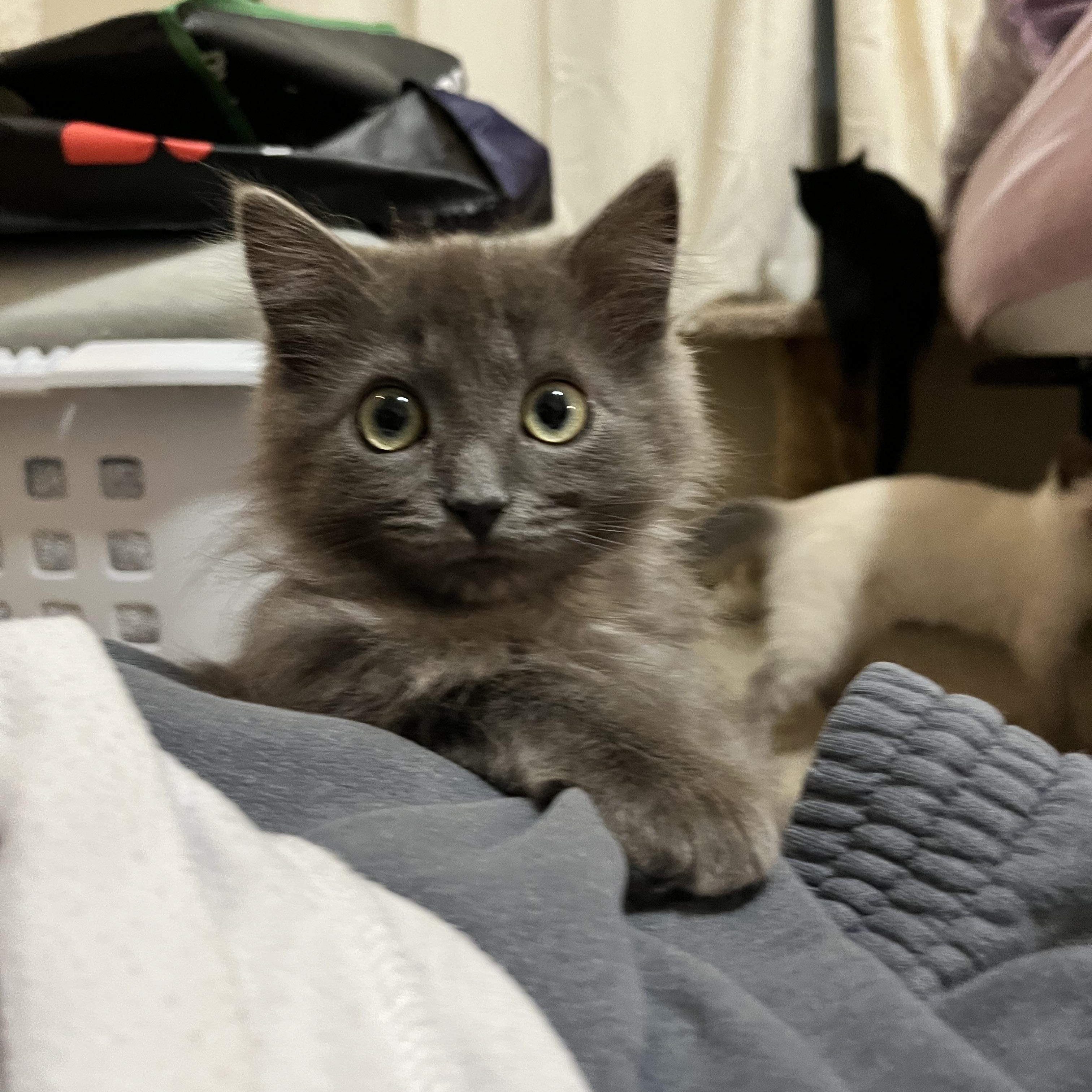 Enlarge Dryer Lint, an adopted Domestic Long Hair in Hudsonville, MI image 1/6