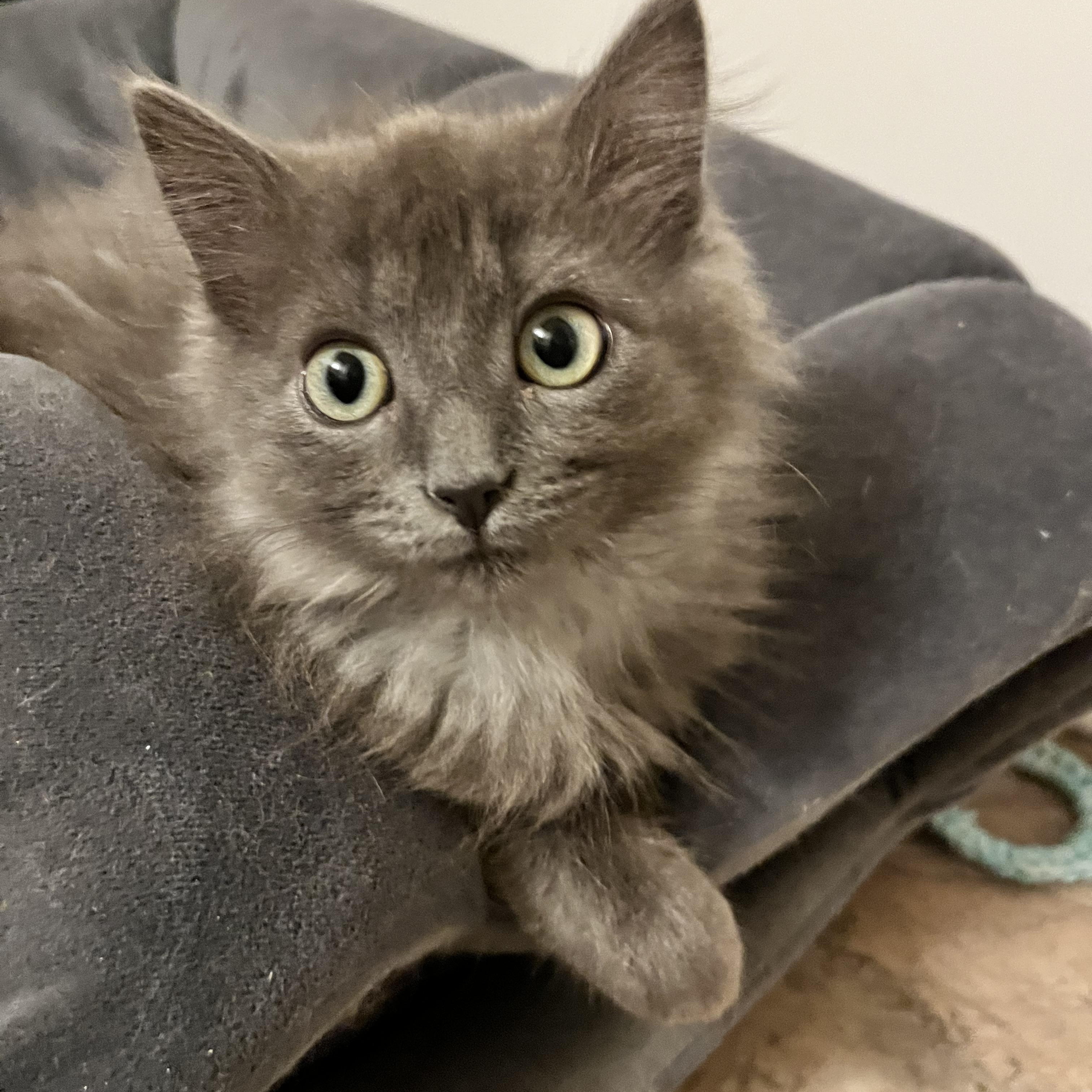 Enlarge Dryer Lint, an adopted Domestic Long Hair in Hudsonville, MI image 2/6