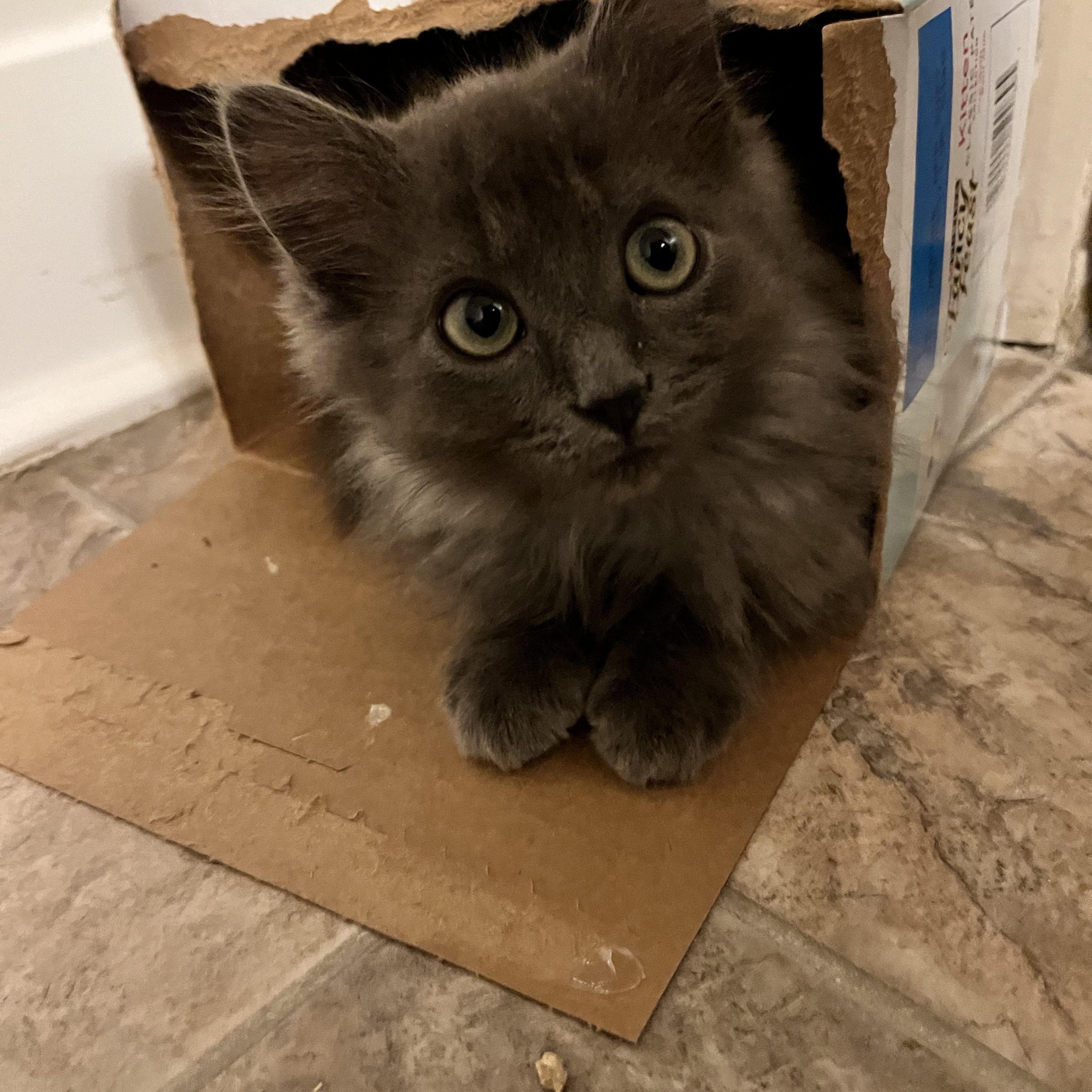 Enlarge Dryer Lint, an adopted Domestic Long Hair in Hudsonville, MI image 3/6