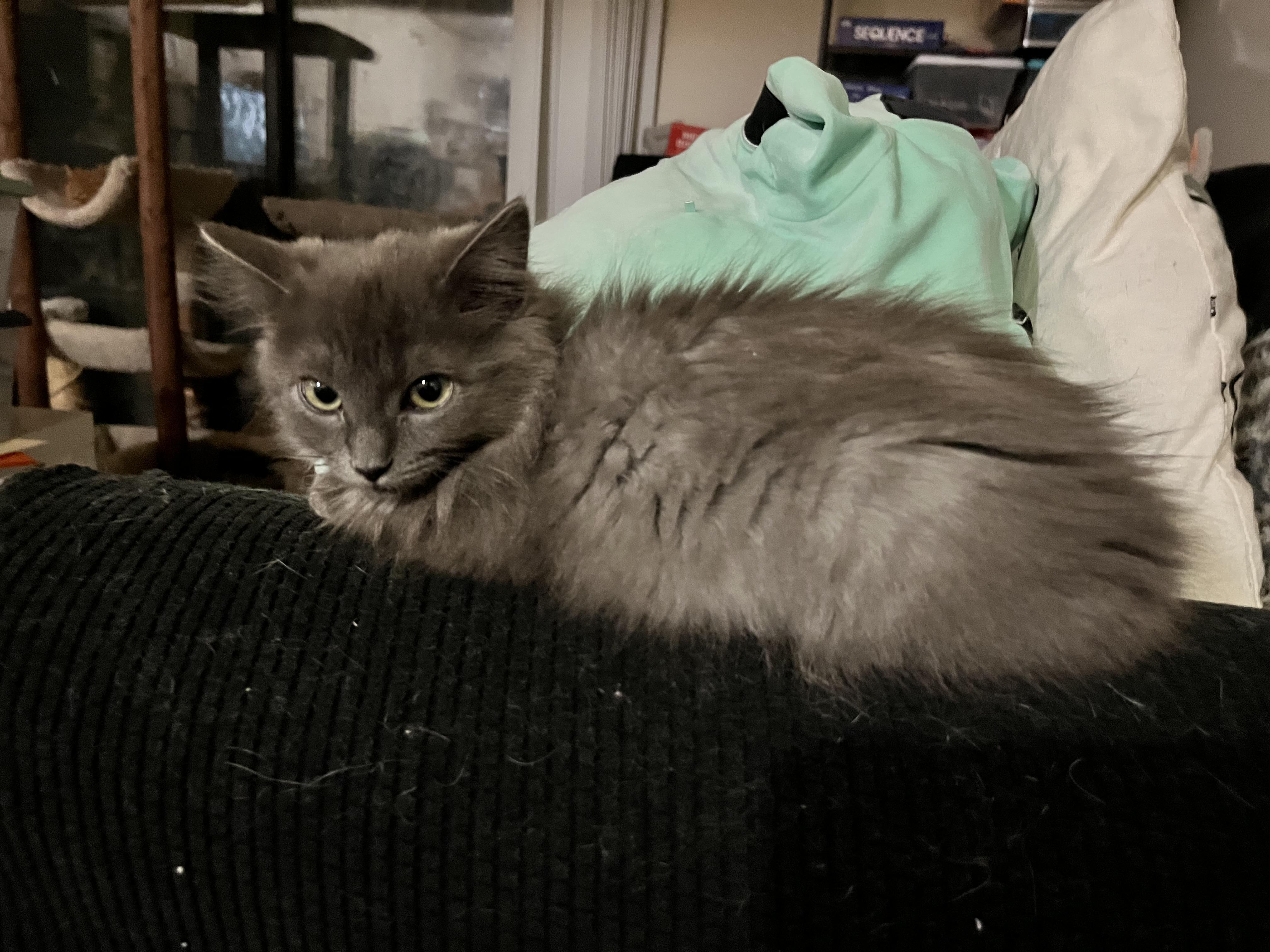 Enlarge Dryer Lint, an adopted Domestic Long Hair in Hudsonville, MI image 4/6