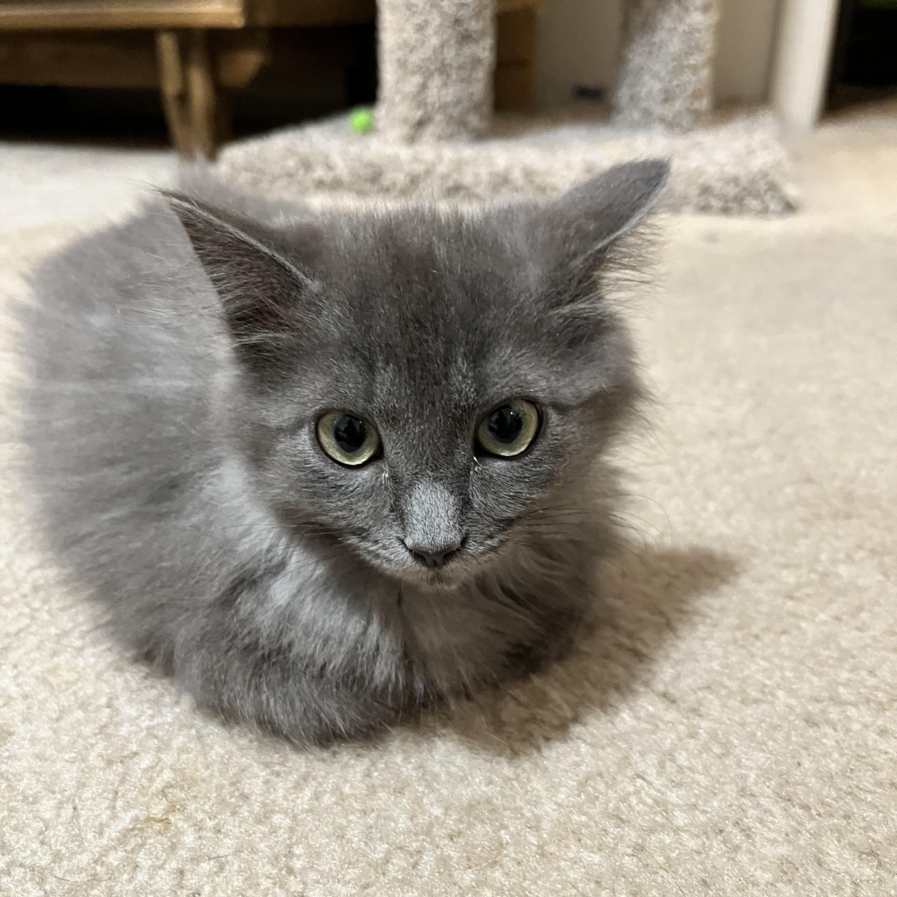 Enlarge Dryer Lint, an adopted Domestic Long Hair in Hudsonville, MI image 5/6