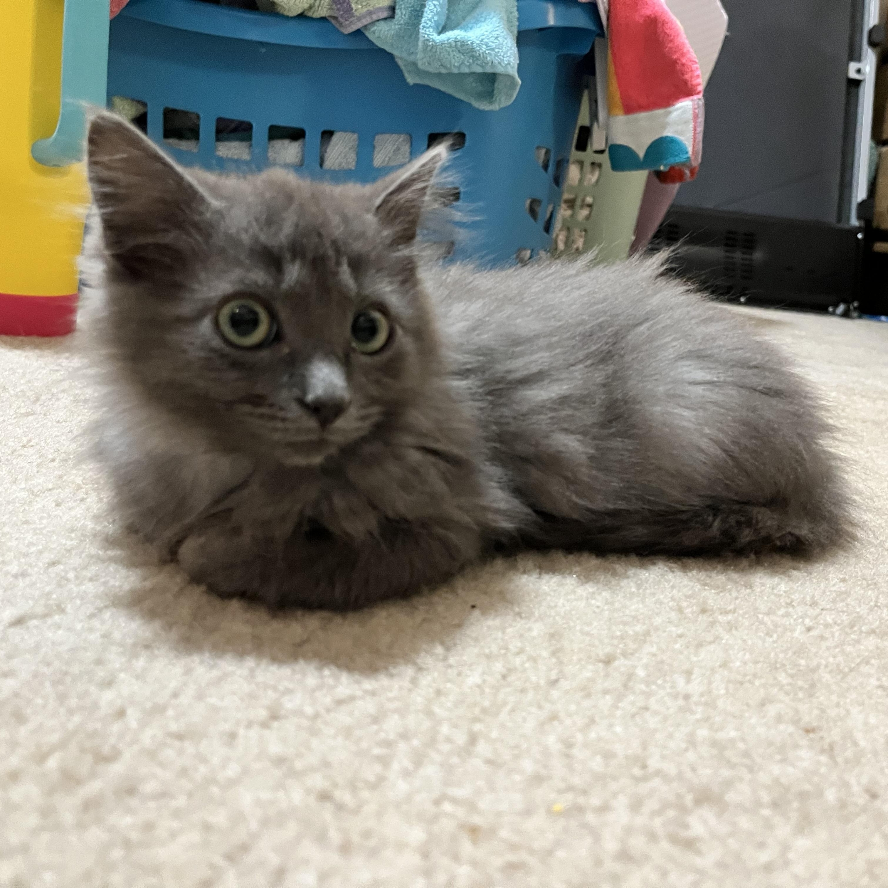 Enlarge Dryer Lint, an adopted Domestic Long Hair in Hudsonville, MI image 6/6