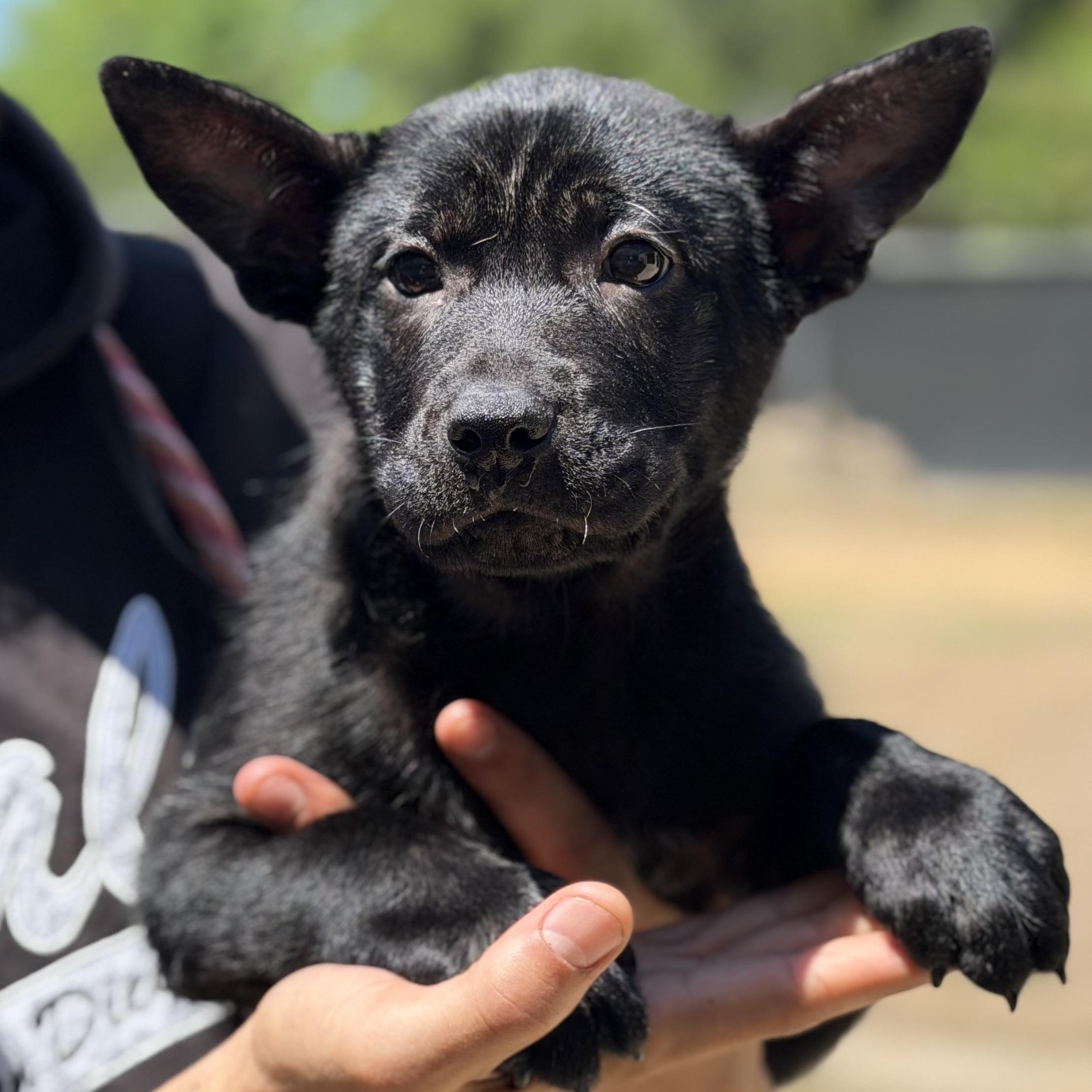 STELLA - ARRIVING IN MAINE JUNE 13TH, ADOPTABLE, Puppy Female Mixed Breed.