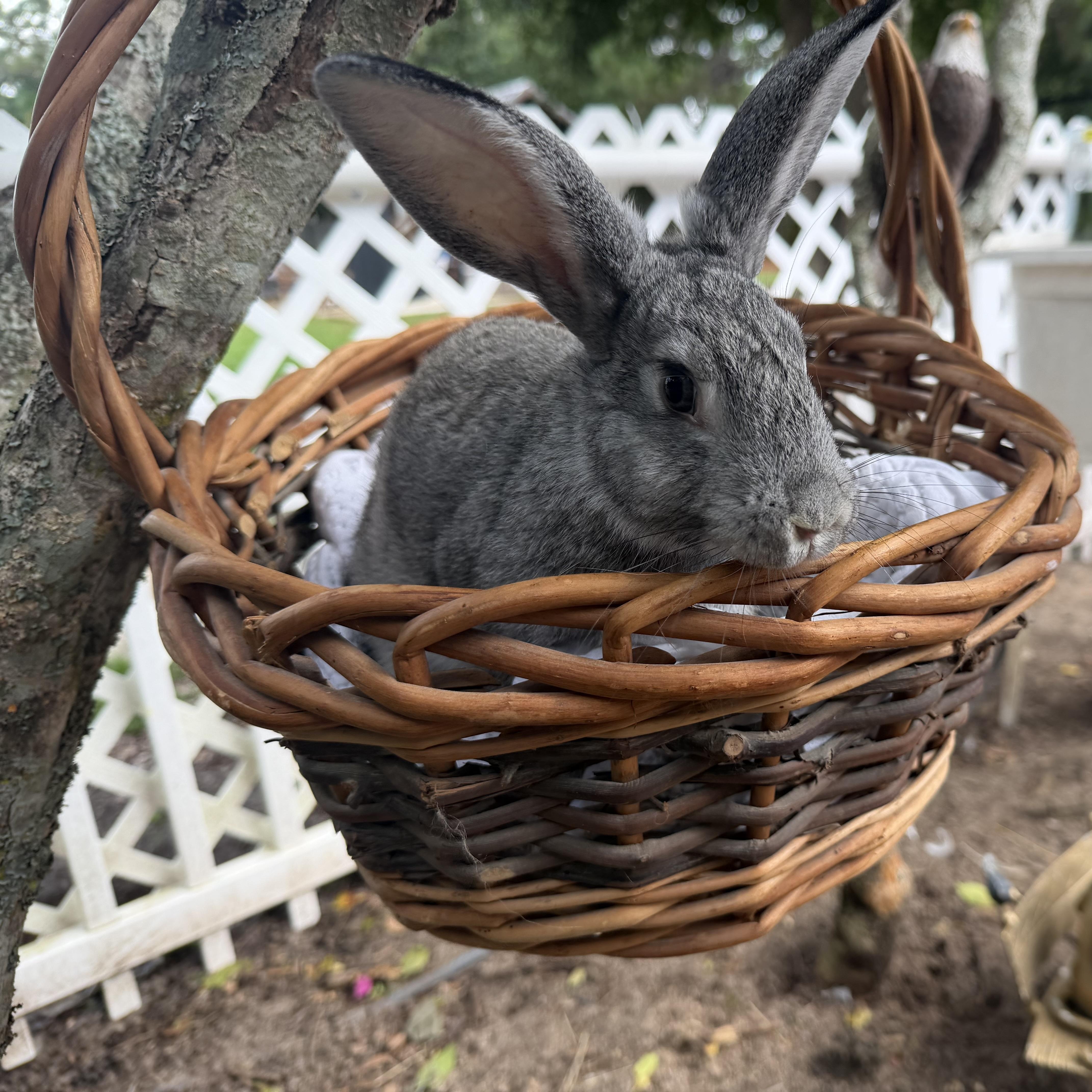 Rusty, Adoptable, Young Male Bunny Rabbit.