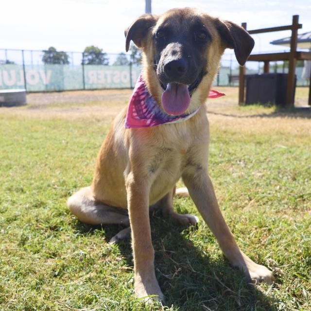 Gal, a Adoptable mixed breed in Eaton Rapids, MI image 5/6