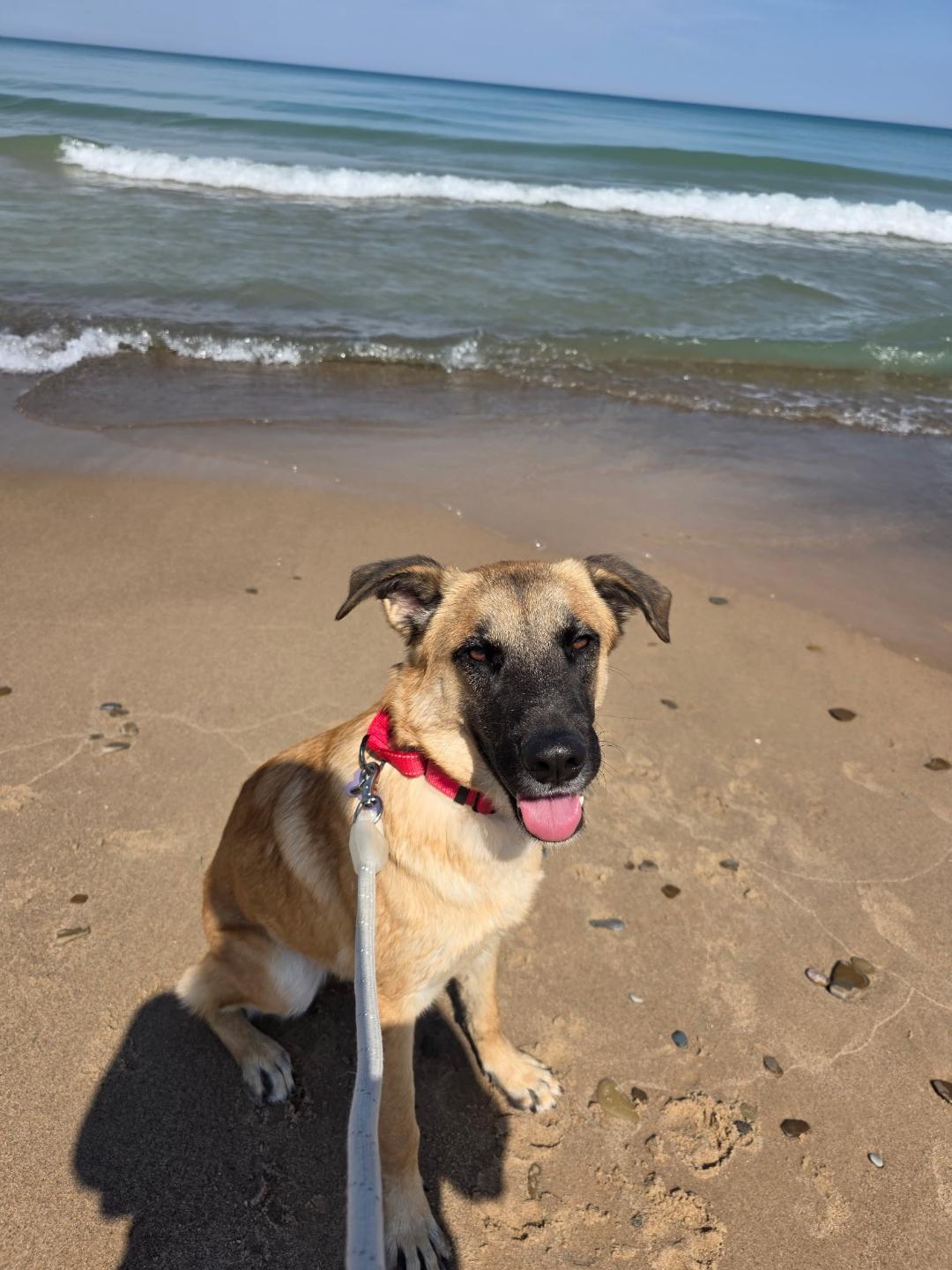 Gal, a Adoptable mixed breed in Eaton Rapids, MI image 6/6