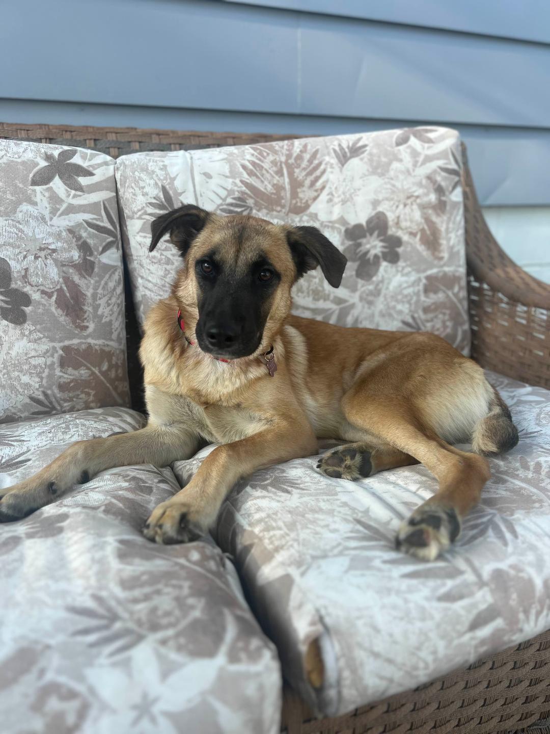 Gal, a Adoptable mixed breed in Eaton Rapids, MI image 2/6