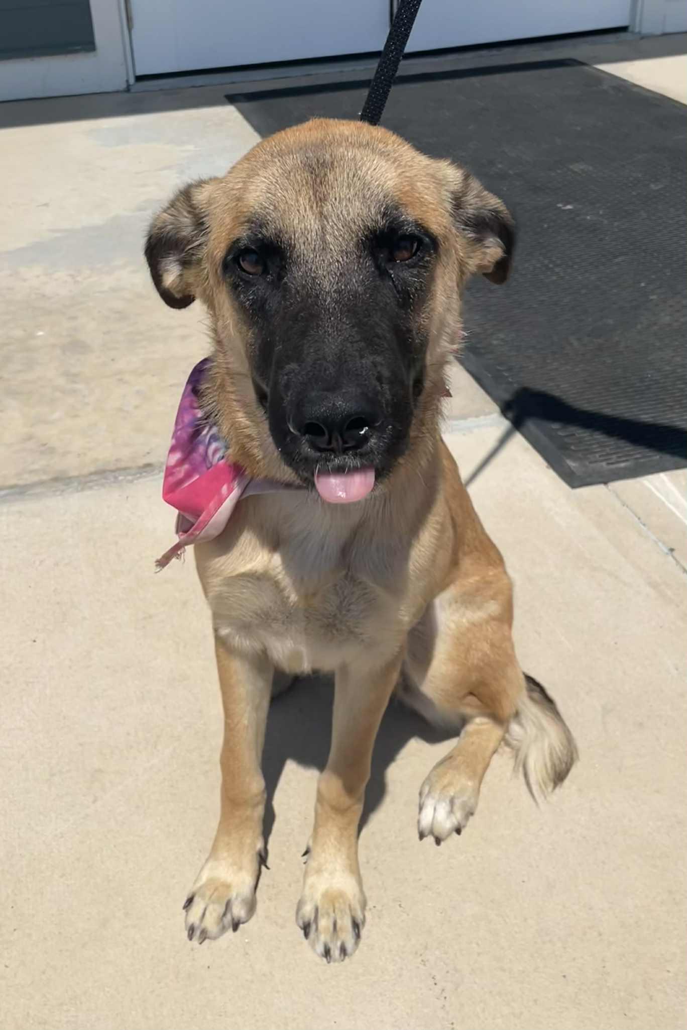 Gal, a Adoptable mixed breed in Eaton Rapids, MI image 4/6