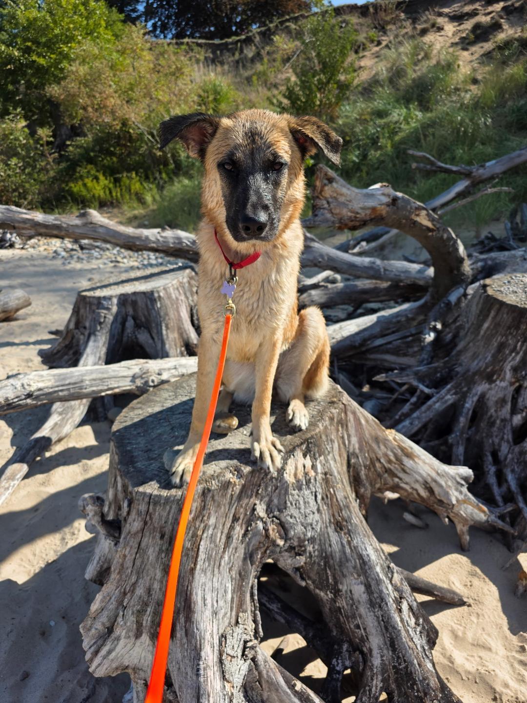 Gal, a Adoptable mixed breed in Eaton Rapids, MI image 3/6