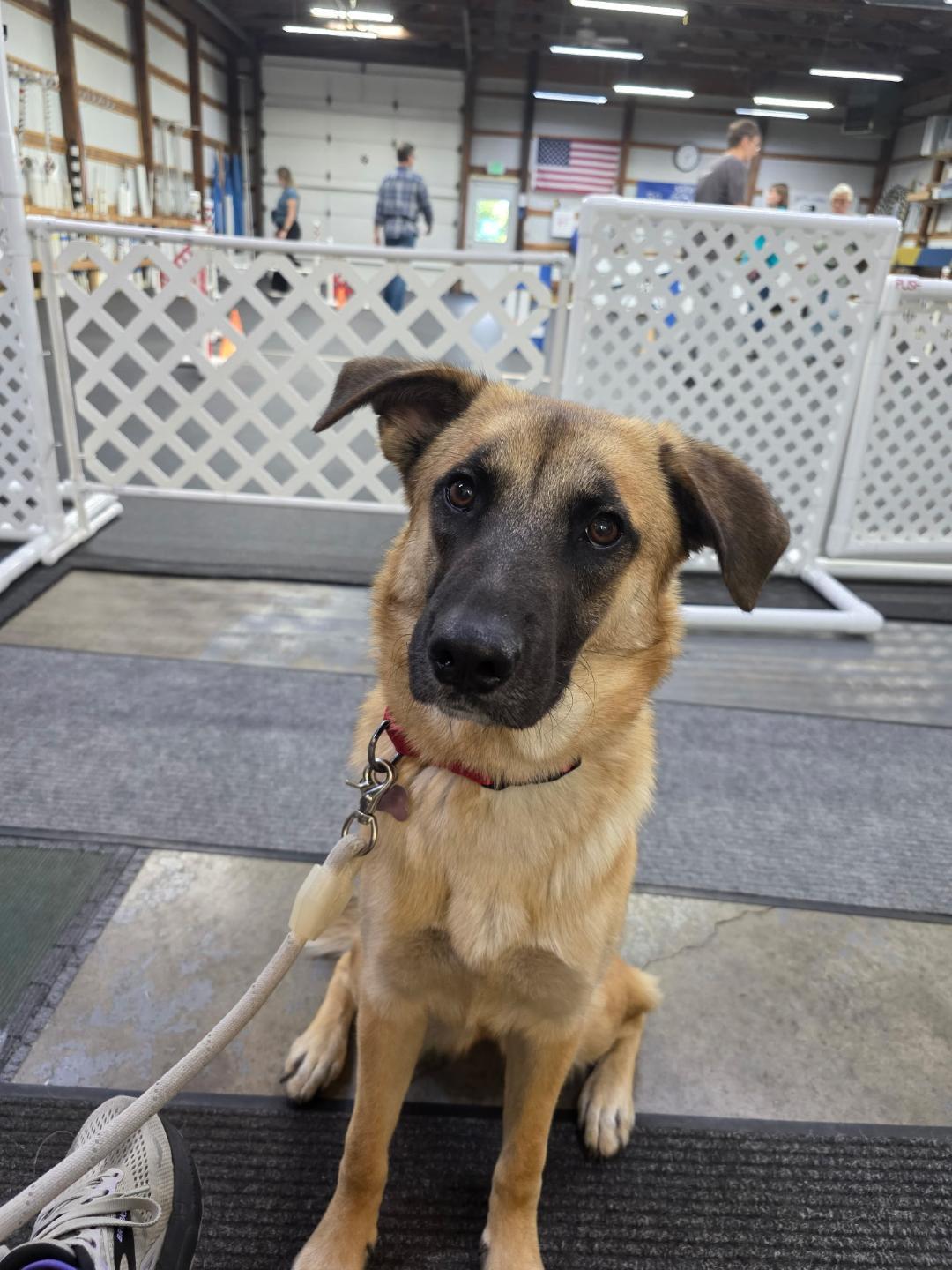 Gal, a Adoptable mixed breed in Eaton Rapids, MI image 1/6