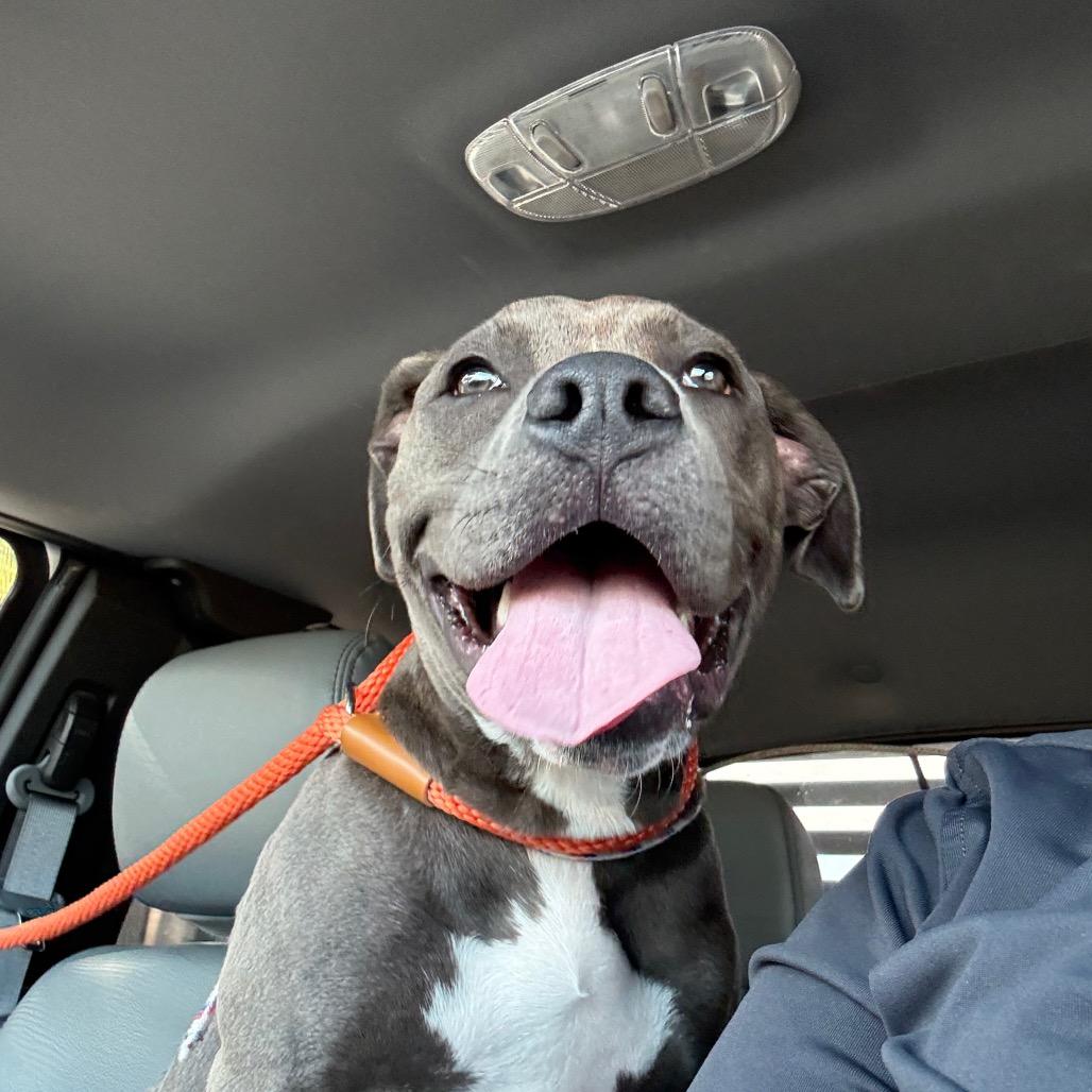 Baby, Adoptable, Young Female Pit Bull Terrier.