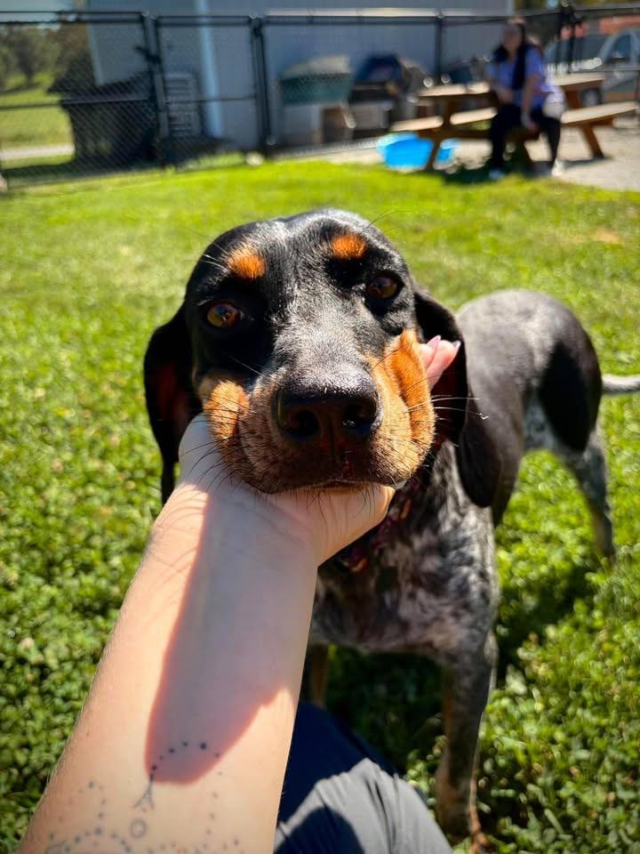 Enlarge Benelli, a Adoptable Bluetick Coonhound in Greensburg, IN image 1/3