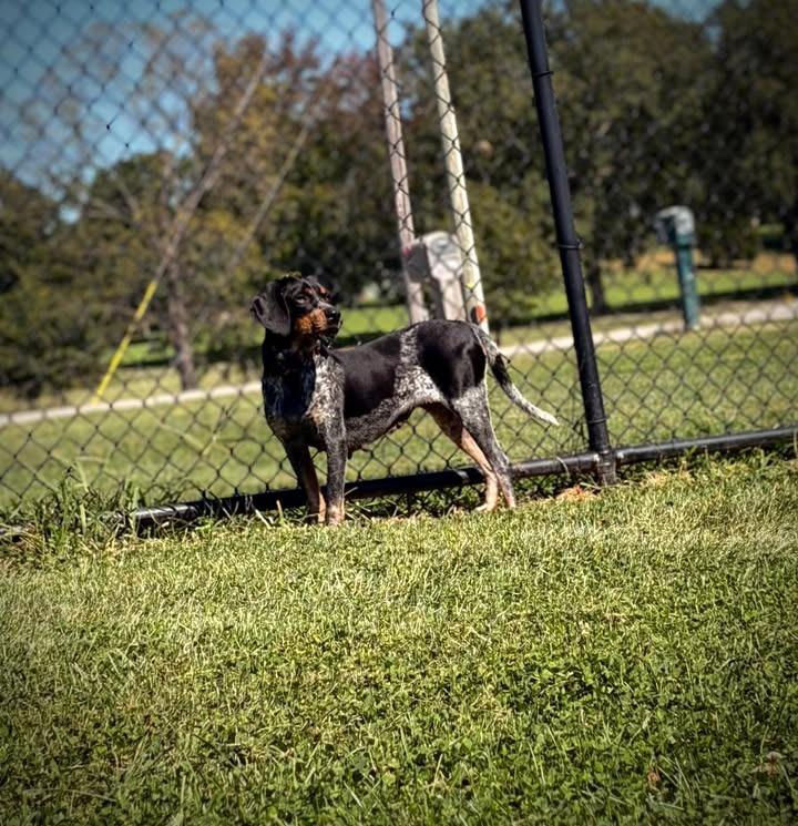 Enlarge Benelli, a Adoptable Bluetick Coonhound in Greensburg, IN image 2/3