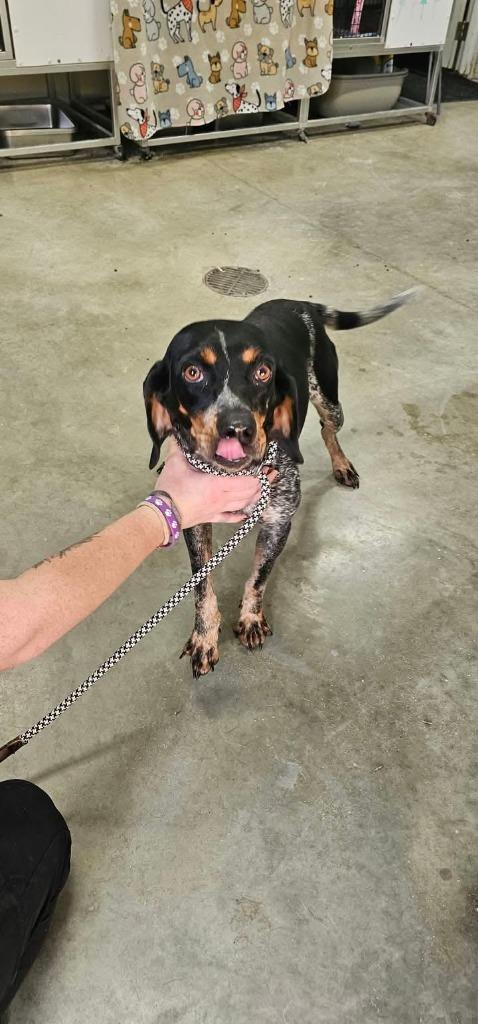 Enlarge Benelli, a Adoptable Bluetick Coonhound in Greensburg, IN image 3/3