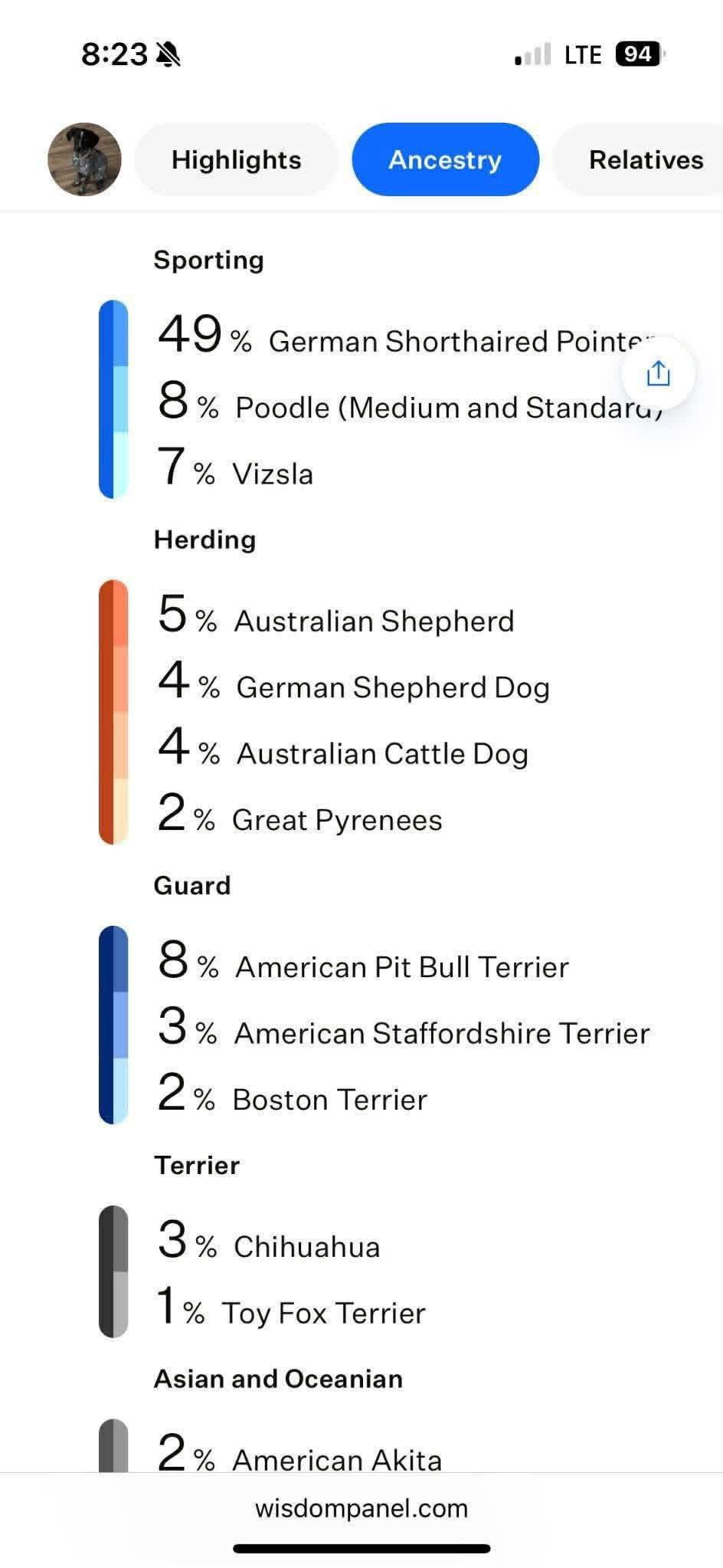 Enlarge Marley, a Adoptable German Wirehaired Pointer in New London, WI image 2/3