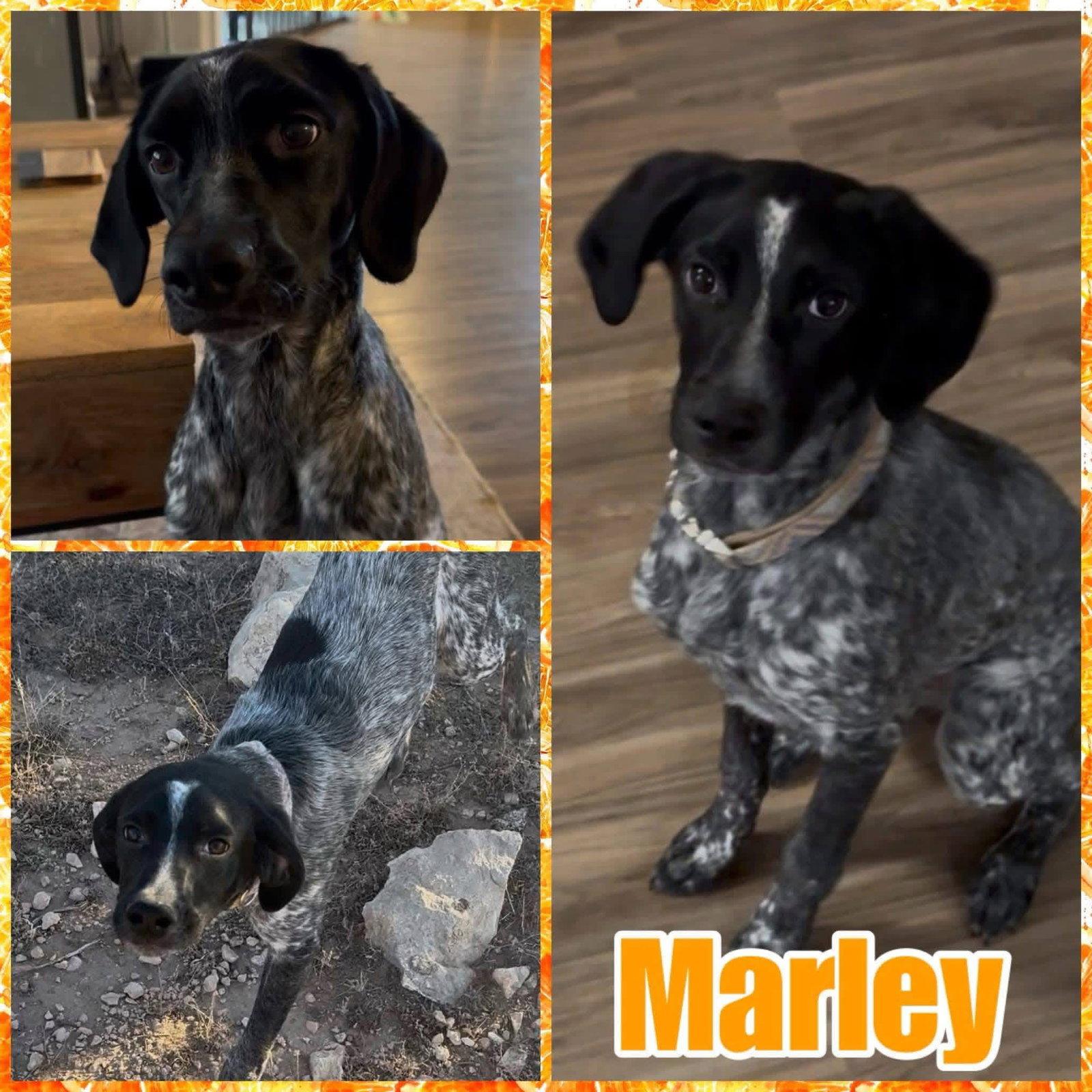 Enlarge Marley, a Adoptable German Wirehaired Pointer in New London, WI image 3/3