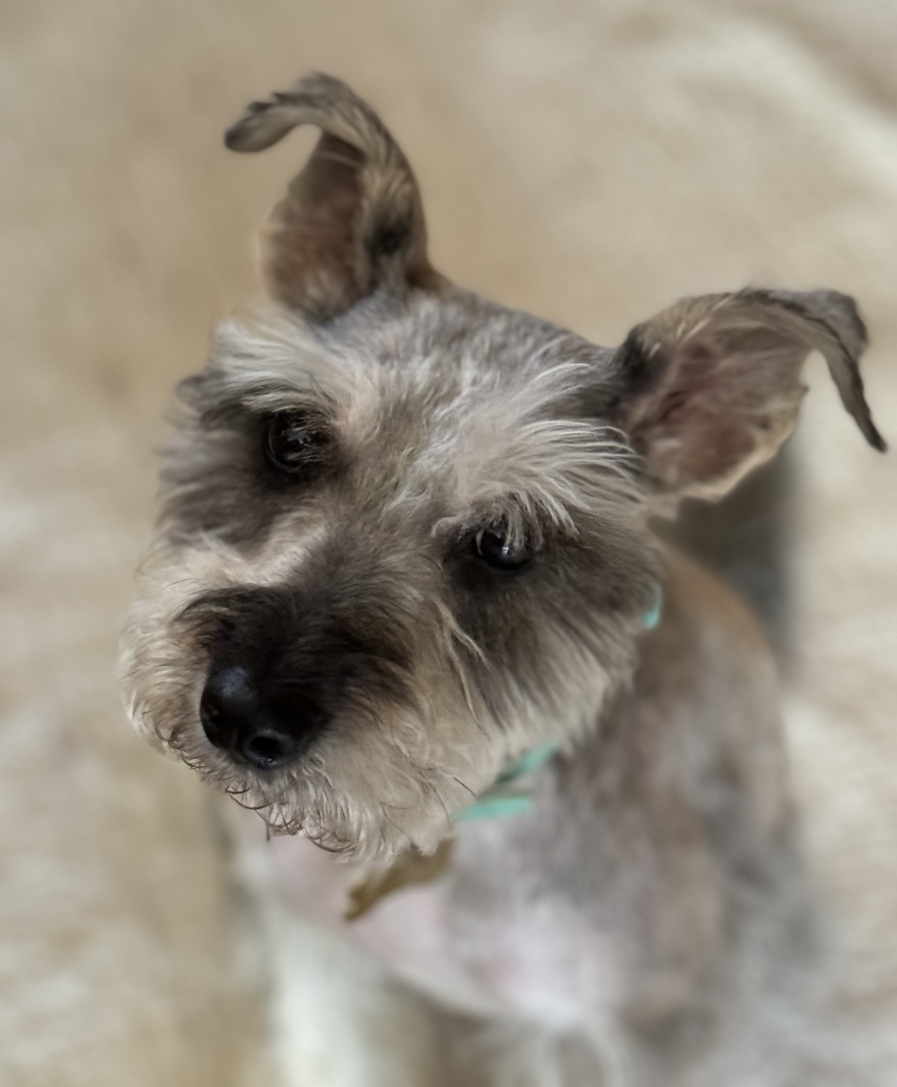 Mini Schnauzer Rescue Texas 24 - vdonqkp