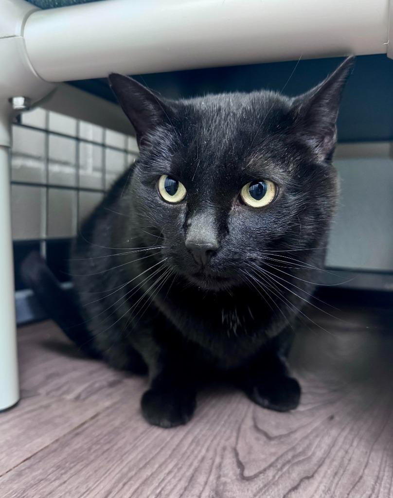 Enlarge Stormy, a Adoptable mixed breed in Gillette, WY image 1/1