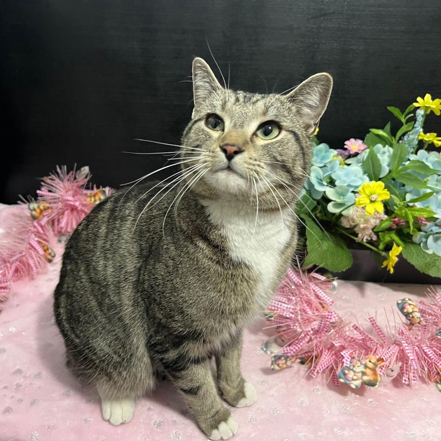 Charlee, Adoptable, Young Female Tabby & Domestic Short Hair.