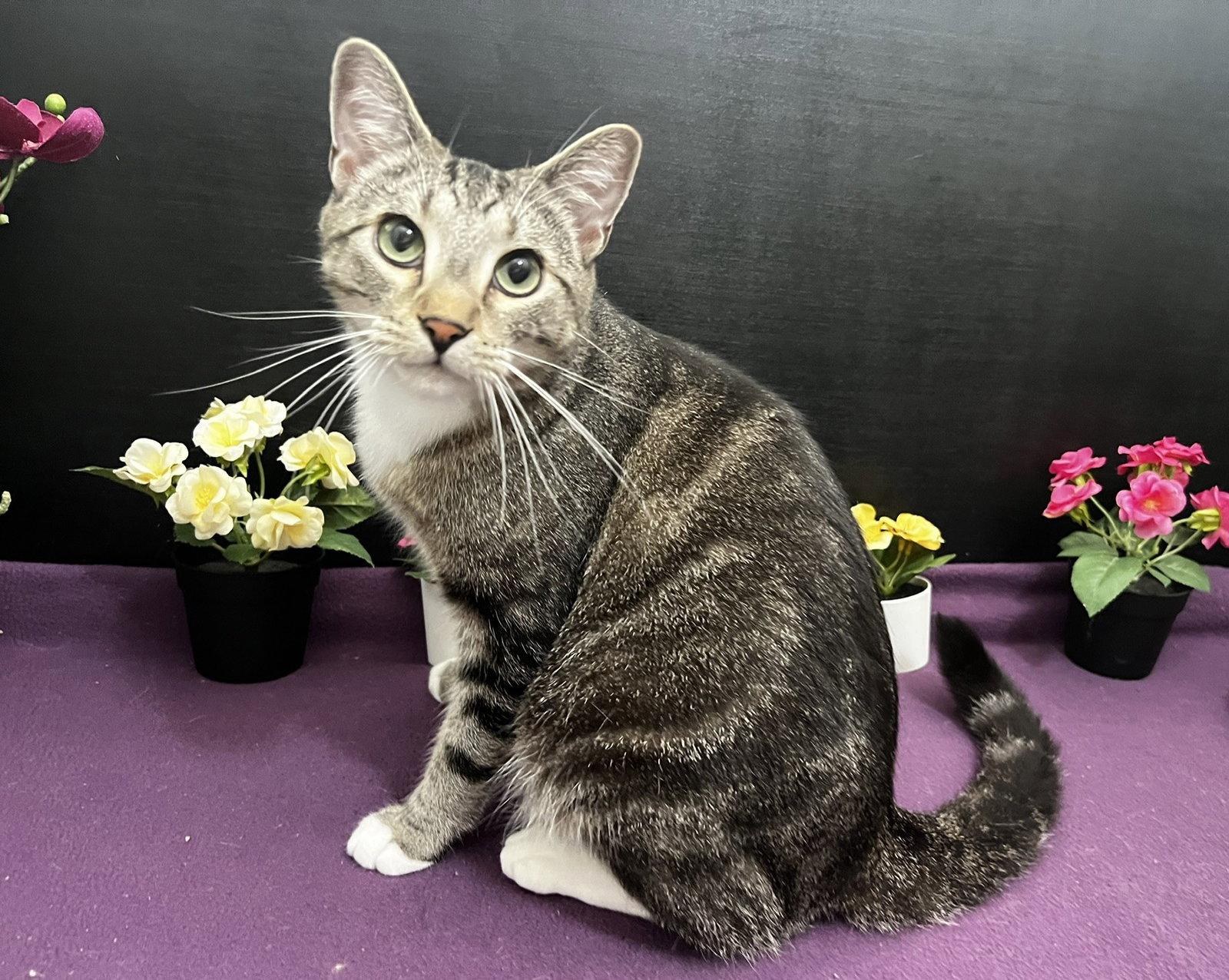 Charlee, a Adoptable mixed breed in Fayetteville, GA image 3/3