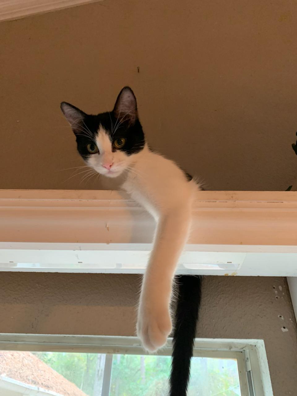 stella, a Adopted Domestic Short Hair in Mount Pleasant, TX image 1/3