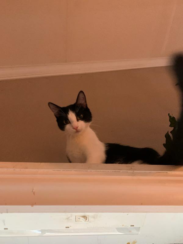 stella, a Adopted Domestic Short Hair in Mount Pleasant, TX image 3/3