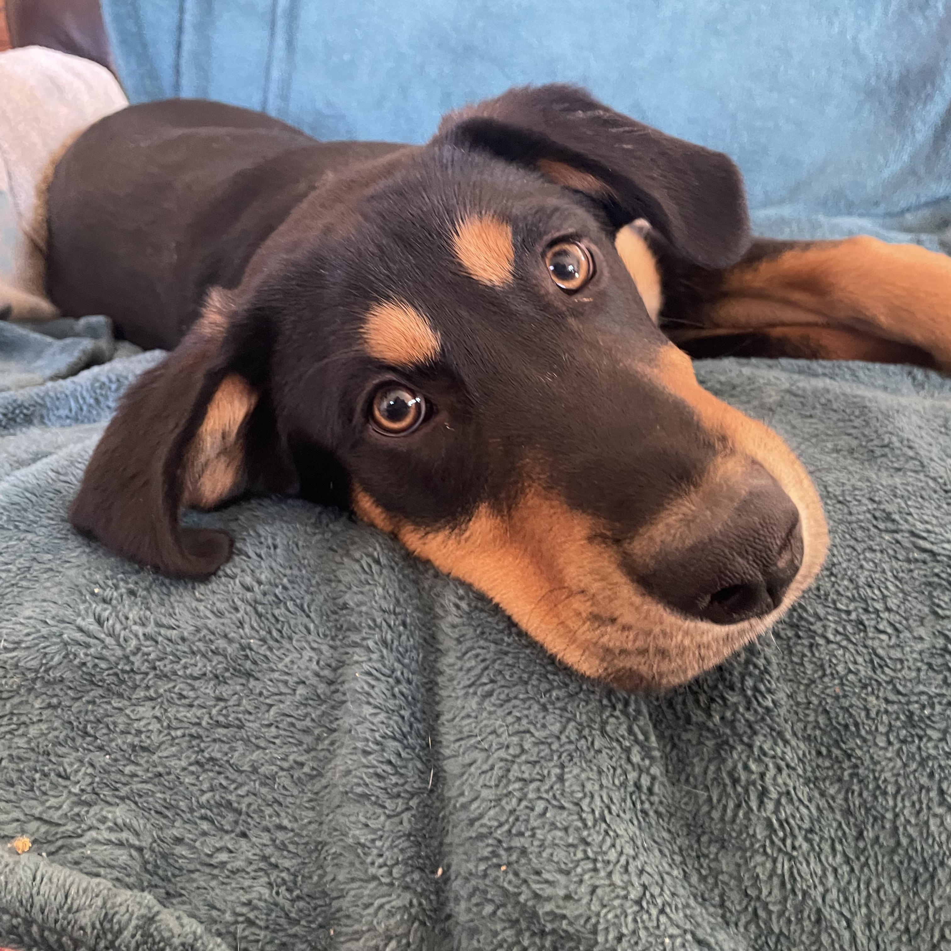 Enlarge Murphy, a ADOPTABLE mixed breed in Chatham, NJ image 1/5