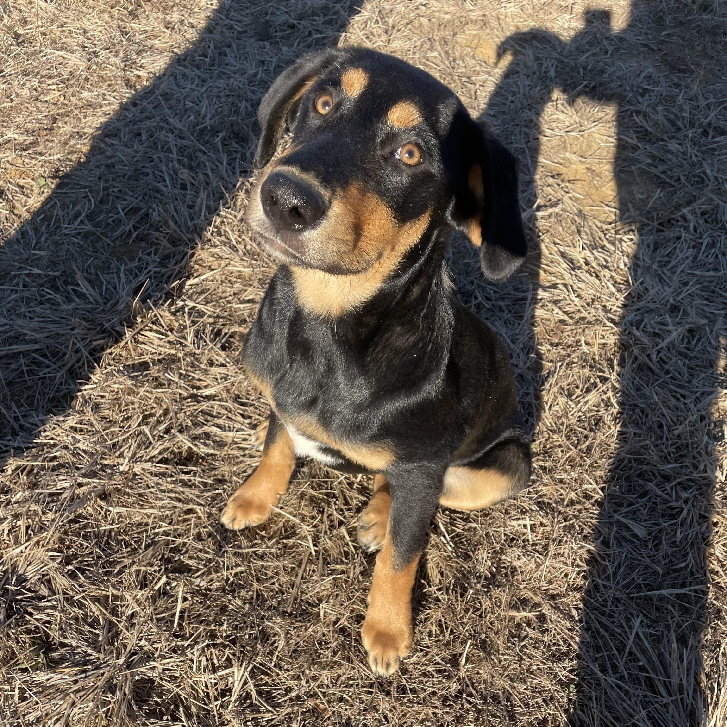 Enlarge Murphy, a ADOPTABLE mixed breed in Chatham, NJ image 2/5