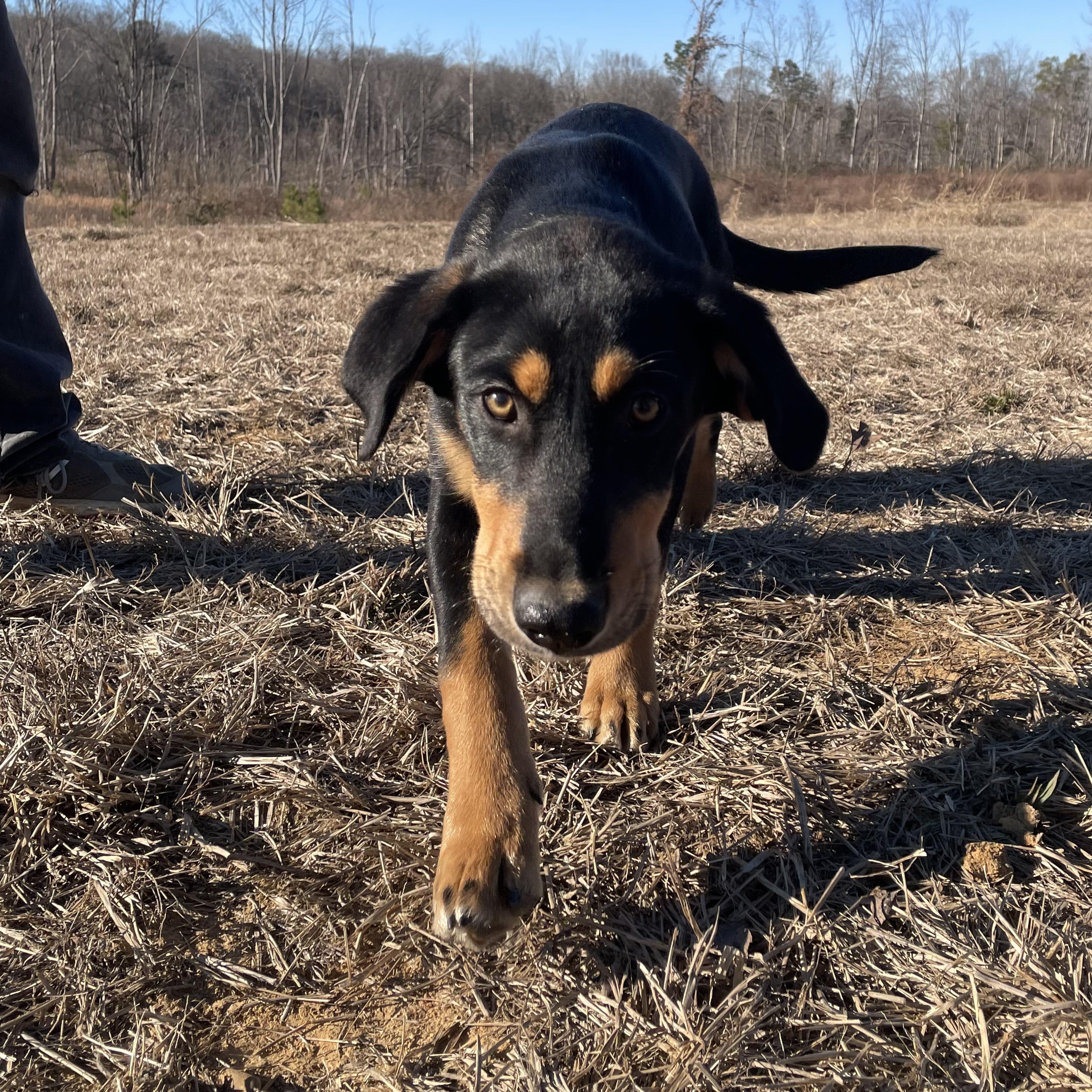 Enlarge Murphy, a ADOPTABLE mixed breed in Chatham, NJ image 3/5