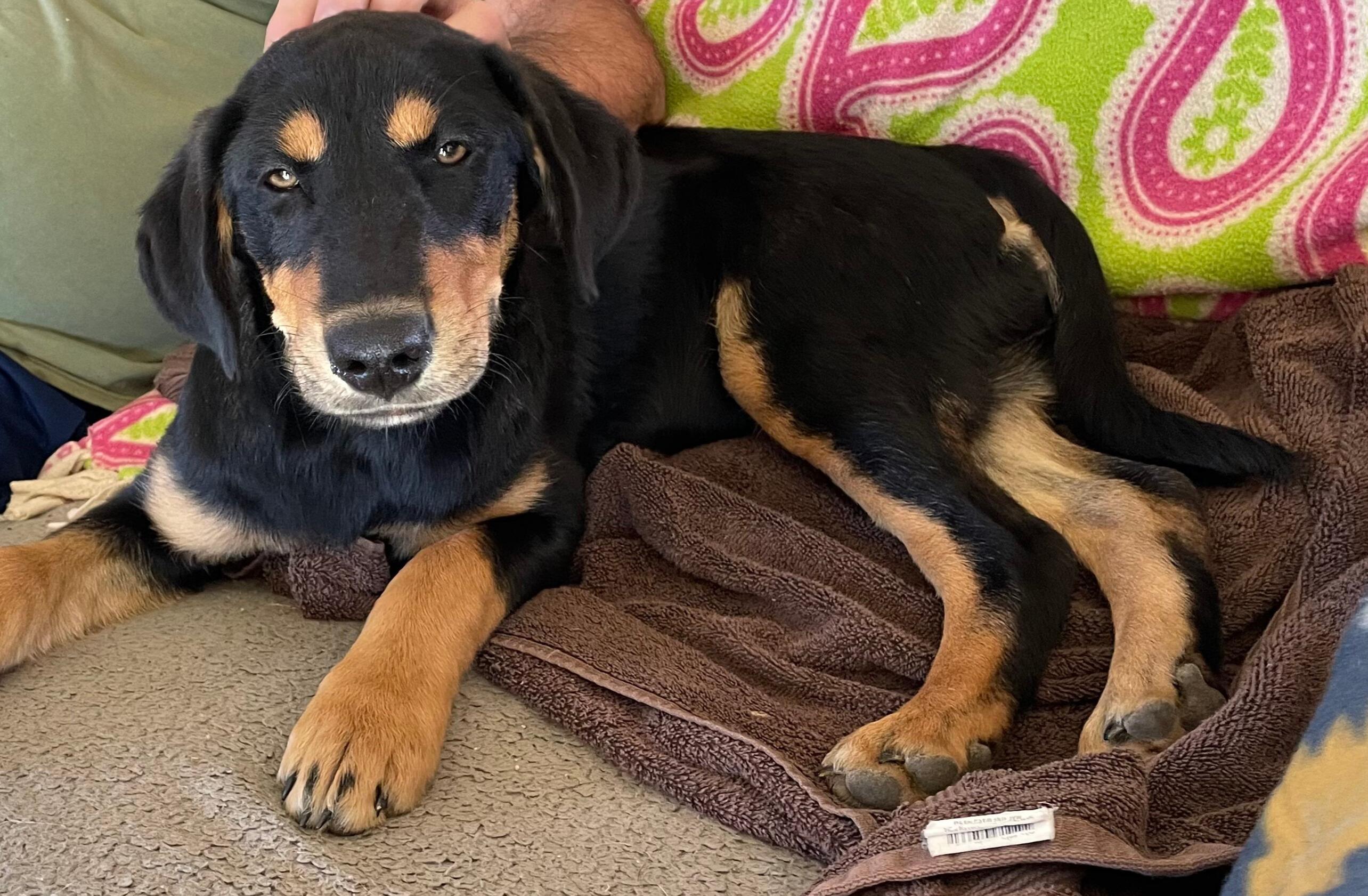 Enlarge Murphy, a ADOPTABLE mixed breed in Chatham, NJ image 4/5