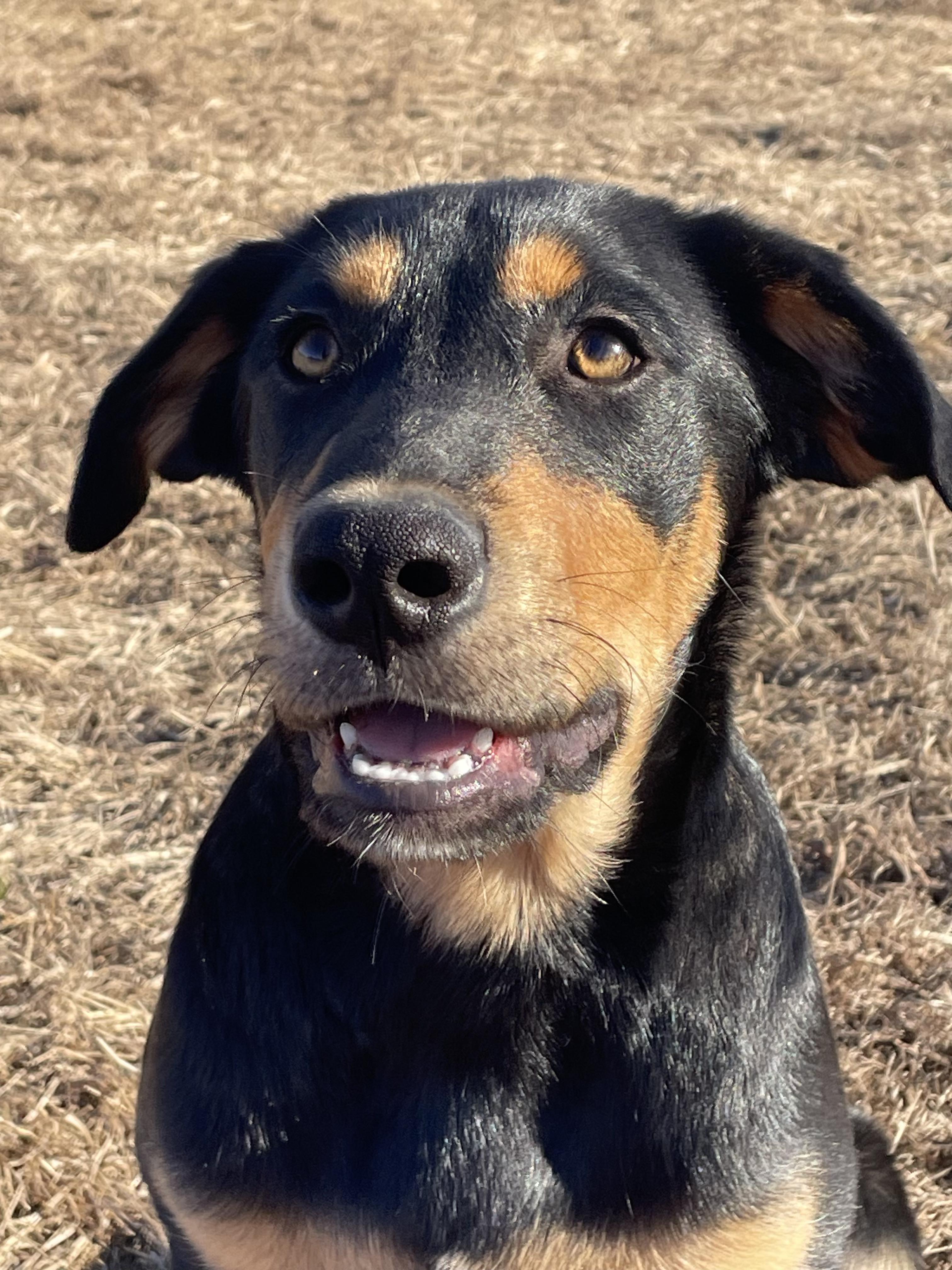 Enlarge Murphy, a ADOPTABLE mixed breed in Chatham, NJ image 5/5
