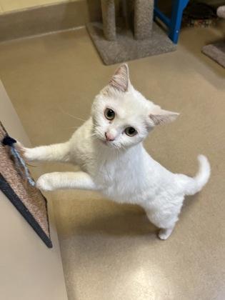Barb, Adoptable, Adult Female Domestic Short Hair & Domestic Short Hair.