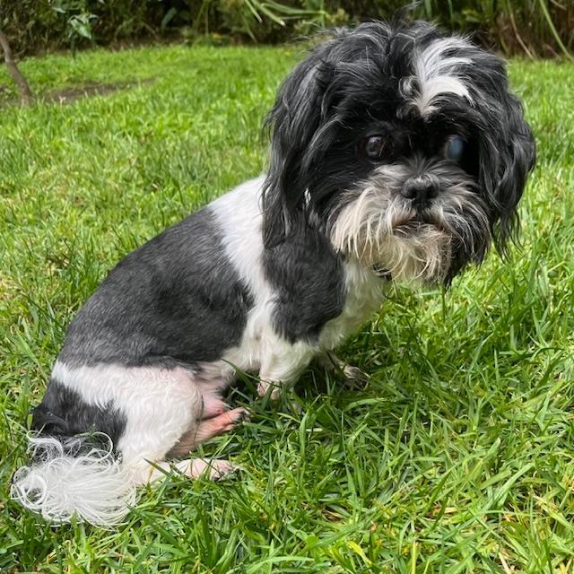 Enlarge KELLER, a ADOPTABLE Shih Tzu in Santa Monica, CA image 3/4