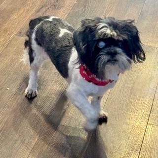 Enlarge KELLER, a ADOPTABLE Shih Tzu in Santa Monica, CA image 2/4