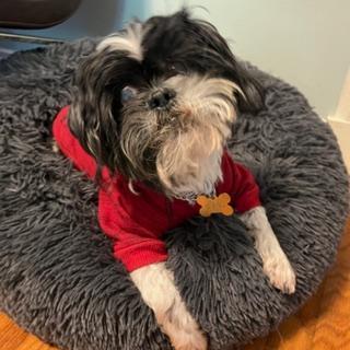 KELLER, ADOPTABLE, Adult Male Shih Tzu.