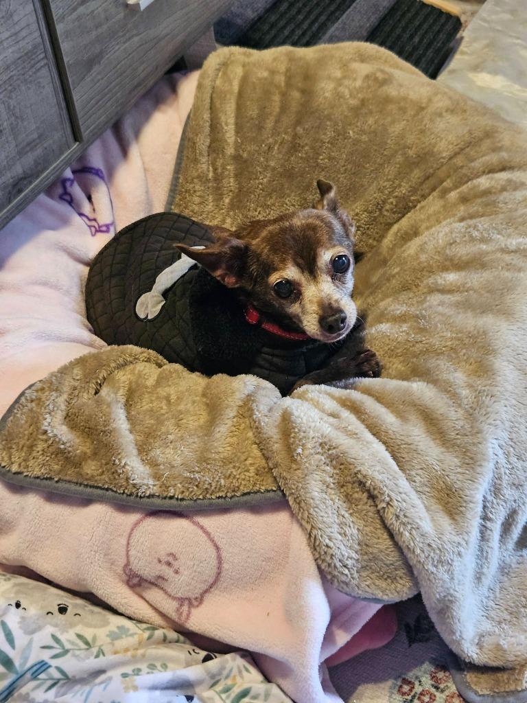 Enlarge Peanut, a Adoptable mixed breed in El Cajon, CA image 2/6