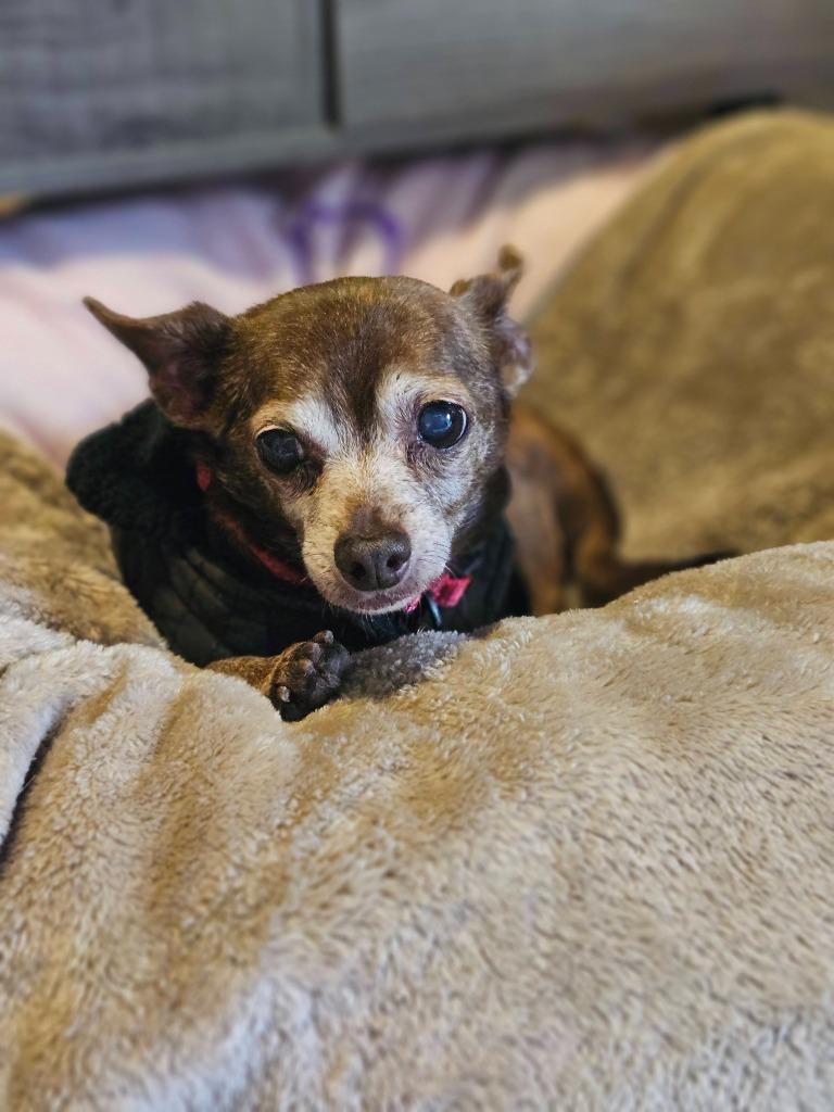 Enlarge Peanut, a Adoptable mixed breed in El Cajon, CA image 3/6
