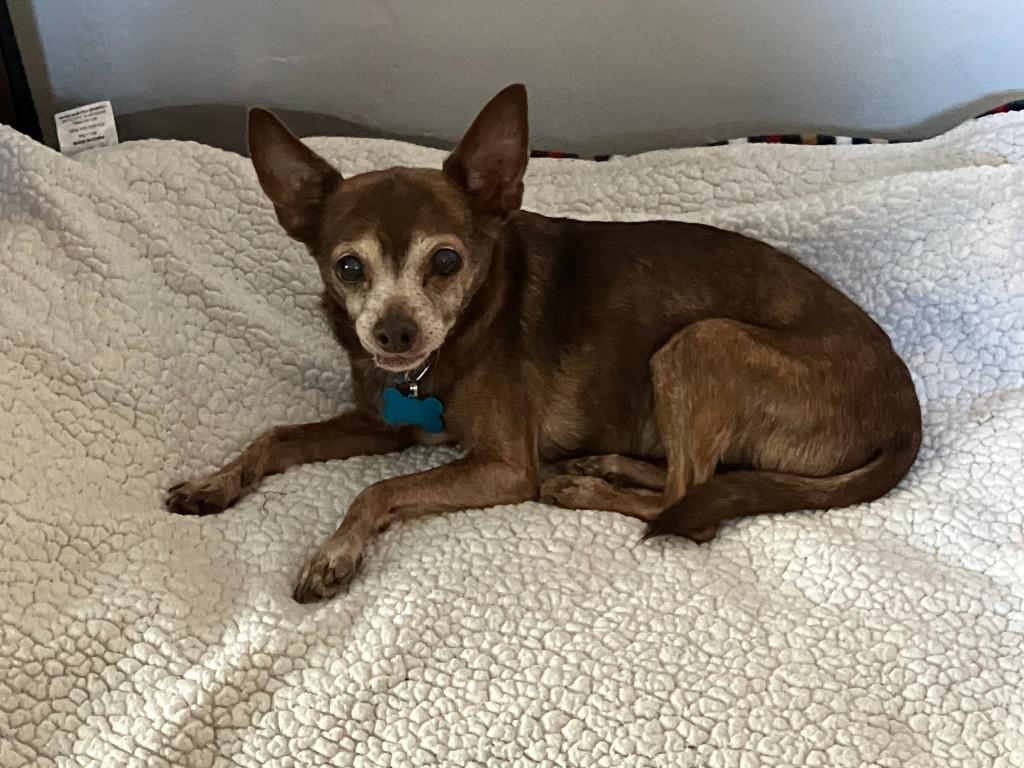 Enlarge Peanut, a Adoptable mixed breed in El Cajon, CA image 4/6