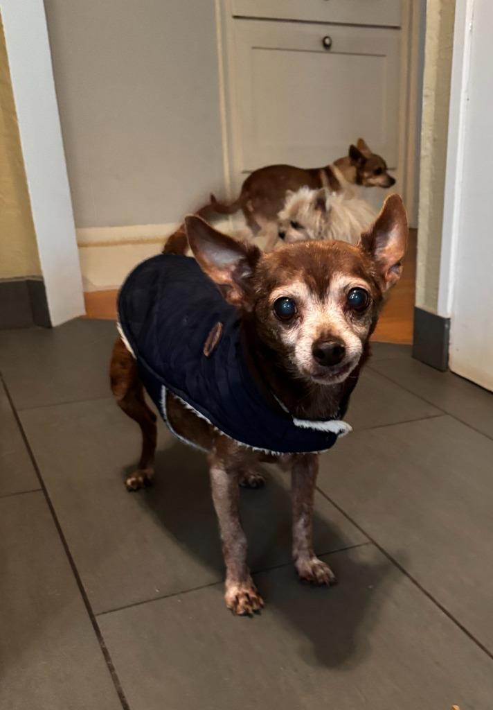 Enlarge Peanut, a Adoptable mixed breed in El Cajon, CA image 5/6