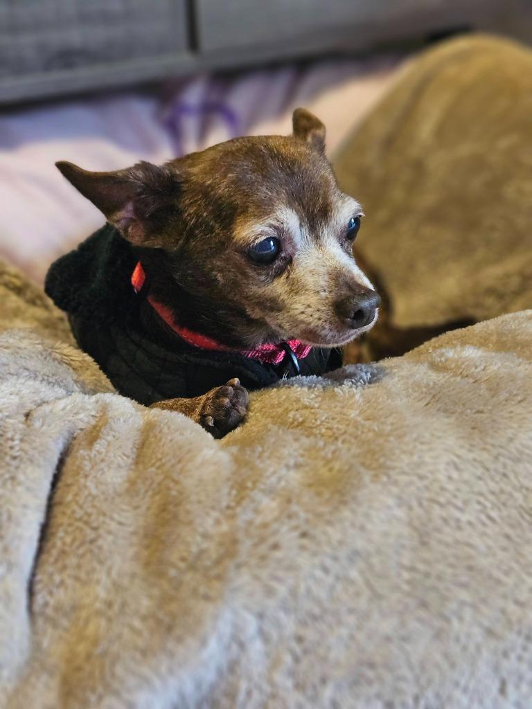 Enlarge Peanut, a Adoptable mixed breed in El Cajon, CA image 6/6