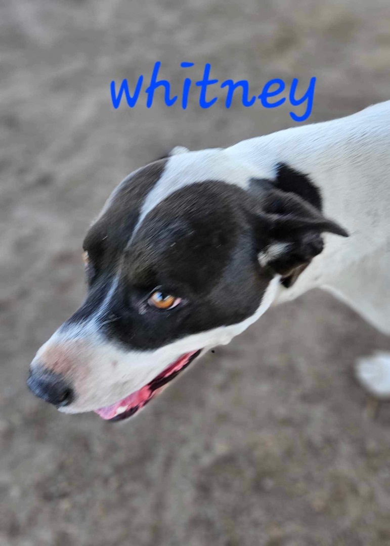 Whitney, Adopted, Young Female Pointer.