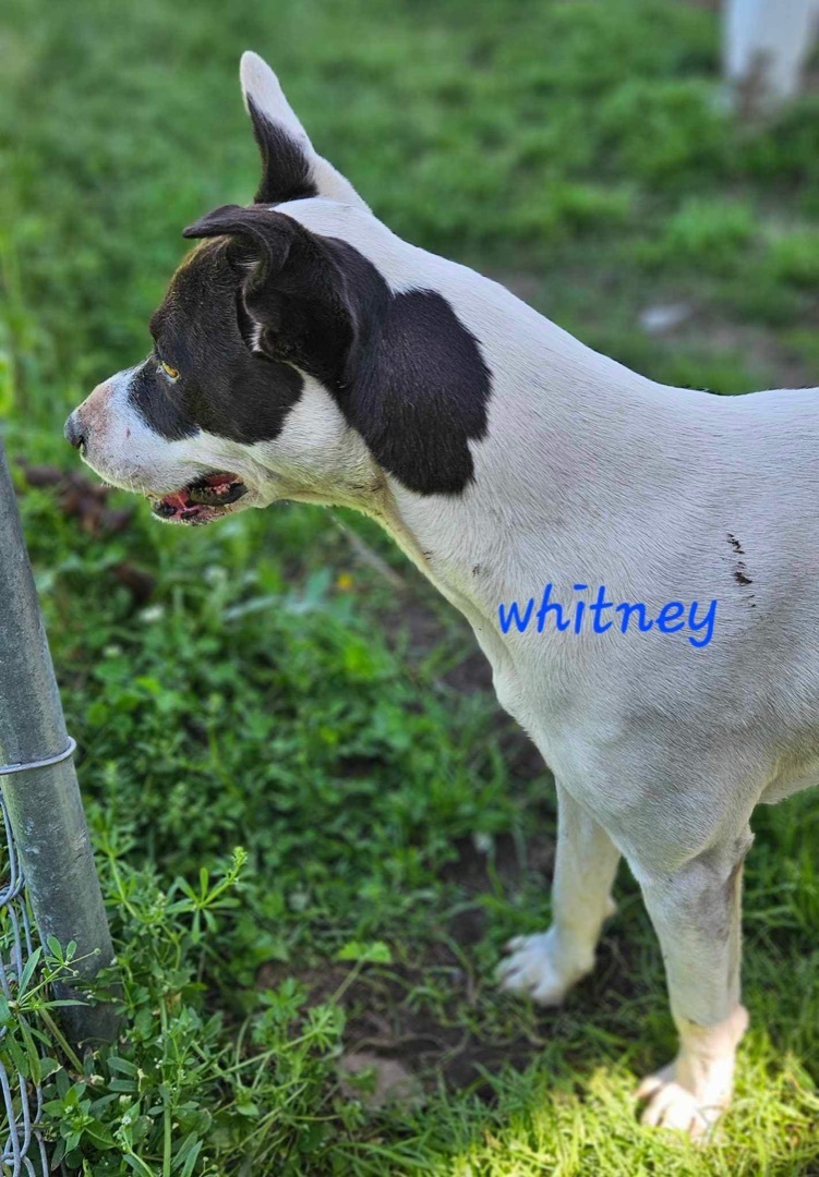 Whitney, a Adopted mixed breed in Chipley, FL image 2/3