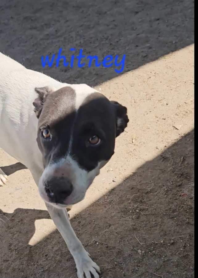 Whitney, a Adopted mixed breed in Chipley, FL image 3/3